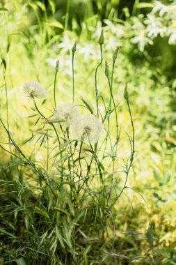 Yeşil çimlerde beyaz tüylü karahindiba, yaz güneşli gün, doğal arka plan, seçici odak
