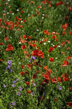 Doğada gelincikler çiçek açar, seçici bir odak noktası vardır.