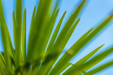 Palmiye yapraklarının yeşil deseni, gökyüzüne karşı yaprakların yakın çekimi. Yaz plajı geçmişi, seyahat, tropik tatil konsepti.
