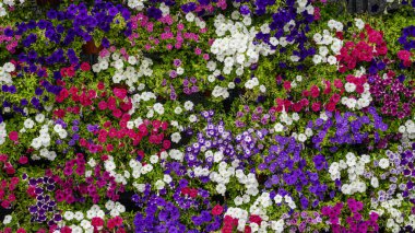 Renkli petunya çiçekleri, canlı doğal arka plan