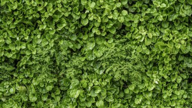 Farklı bitki türlerine sahip yemyeşil bahçe duvarı, doğal arkaplan, kopyalama alanı