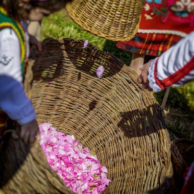 Close-up of wicker basket with rose petals. Rose Festival in Bulgaria, clipart