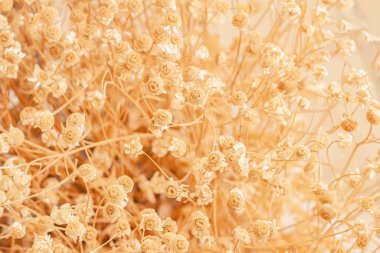 Sıcak tonlarda kurumuş çiçeklerin narin arkaplanı, yumuşak ve rahat sonbahar atmosferi.