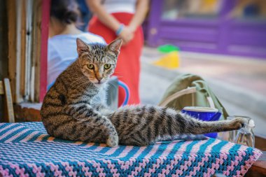 Bir tekir kedi sıcak bir öğleden sonra sokak kafesinde renkli bir masa örtüsünün üzerinde dinlenir.