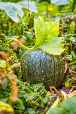 Yeşil balkabağı yemyeşil yapraklarda yetişiyor Yazın sonu, hasat mevsimi