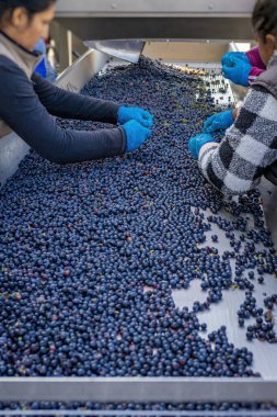 Şarap üretim sürecinde üzümleri el ile bir taşıyıcıda sıralayan işçiler