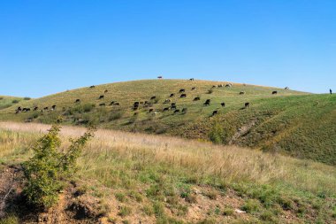 Aydınlık bir sonbahar öğleden sonrasında, açık mavi gökyüzünün altında, güneşli bir yamaçta huzur içinde otlayan sığırlar.