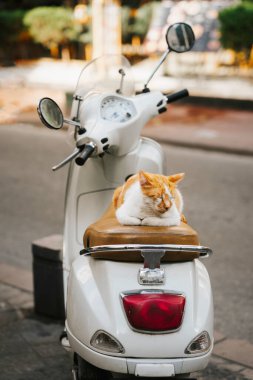 Kırmızı sokak kedisi rahat bir scooter koltukta uzanıyor, gündüz uyukluyor.