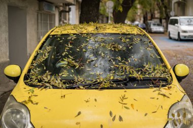 Sonbahar yapraklarıyla kaplı sarı araba, bir ağacın altına park edilmiş bir cadde, mevsim değişimi konsepti.