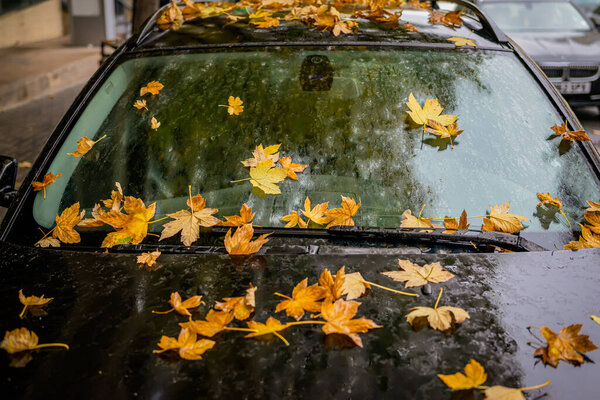 A black car covered in golden autumn leaves on a rainy day, seasonal changes concept