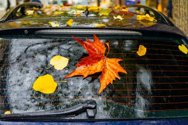 Islak araba ön camı ıslak sonbahar yapraklarıyla kaplı.