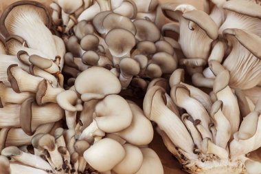 Çeşitli taze organik mantarlar. Kapatın, üst görünüm.