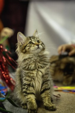 Tuhaf bir ifadeyle pofuduk, oynak kedi yavrusu.