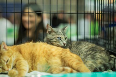 İki kedi bir kafeste birlikteler, birinin gözü ağrıyor. Hayvan bakımı konsepti