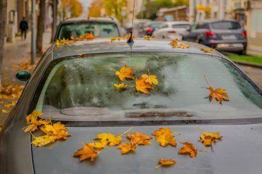Şehir caddesinde canlı sarı sonbahar yapraklarıyla kaplı ıslak bir araba. Mevsimlik ruh hali ve şehir planıyla yağışlı sonbahar atmosferi