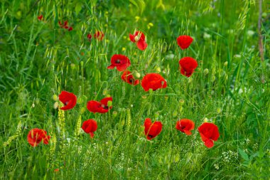 Parlak kırmızı gelincikler yemyeşil bir çayırda çiçek açıyor. Canlı kır çiçekleri doğayı, güzelliği, baharı, huzurlu kırsal manzarayı sembolize eder.