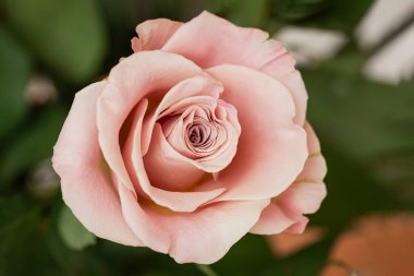 Yumuşak pembe gül, narin taç yaprakları, bulanık yeşil arka plan. Romantik temalar, çiçek aranjmanları, doğa esinlenmiş tasarımlar için mükemmel. Zarafet ve güzellik kavramı