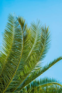 Güneşli bir günde açık mavi gökyüzüne karşı yeşil palmiye yaprakları. Tropik yeşillik, taze egzotik yaz geçmişi. Açık mavi gökyüzüne uzanan parlak yeşil palmiye yaprakları tropikal bölgede güneşli bir günde