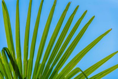 Parlak mavi gökyüzüne karşı uzun yeşil yapraklı bir palmiye yaprağının yakın çekimi. Tropik yaz, rahatlama. Parlak yeşil palmiye yaprakları açık mavi gökyüzüne karşı güneşli bir günde