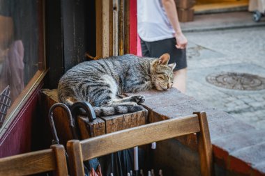 Sıcak bir kafede, pencere eşiğinde uyuyan tekir kedi. Rahatlama konsepti.