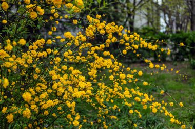 Sarı kerria japonica ya da Japon kerriası, ilkbaharda çiçek açan canlı çalı. Sarı çiçekler doğanın güzelliğini, çiçekli enerjiyi, mevsimsel ilhamı temsil eder. Şehrin doğal manzaralı dekorasyonu