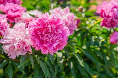 Çiçek açmış, yemyeşil şakayıklar güneş ışığında parlayan yumuşak katmanlı taç yapraklarını sergiliyorlar. Şakayıklar romantizmi, zarafeti ve klasik bahçe güzelliğini çağrıştırır.