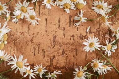 Papatya çiçekleri, huş ağacının doğal kabuğunda papatya çiçekleri yumuşak çiçek deseni, şablon, kopyalama alanı oluşturur. Doğa ahengi kavramı, çiçek tasarımı, yaz tatili, organik arka plan