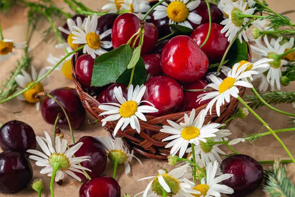 Etrafı papatya ve kağıt kaplamalı yabani otlarla çevrili sepetteki taze kirazlar. Yaz hasadı konsepti, organik meyve, doğal kırsal yaşam. Yaz arkaplanı