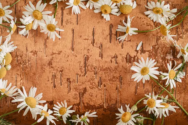 Papatya çiçekleri, huş ağacının doğal kabuğunda papatya çiçekleri yumuşak çiçek deseni, şablon, kopyalama alanı oluşturur. Doğa ahengi kavramı, çiçek tasarımı, yaz tatili, organik arka plan