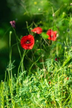 Yeşil çayırda açan kırmızı gelincik çiçeğinin yakın plan görüntüsü bulanık arka plan ve parlak güneş ışığı. Bahar mevsimi konsepti, bitki örtüsü, doğada haşhaş ilhamı, kırsalda doğal güzellik.