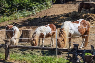Kırsal kesimde güneşli bir yaz gününde çitli çitlerde otlayan üç kahverengi ve beyaz midilli. Hayvan bakımı kavramı, çiftlik yaşam tarzı, kırsal tarım