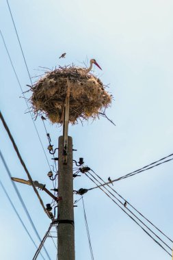Leylekler elektrik direğine yuva yapıyor. Leylek elektrik direğinin tepesinde büyük bir yuvada oturuyor. Etrafı kablolar ve küçük kuşlarla çevrili. Kuş yuvası davranışı. Hayvanat bahçesi. Şehir kuşu yaşamı, leylek koruma