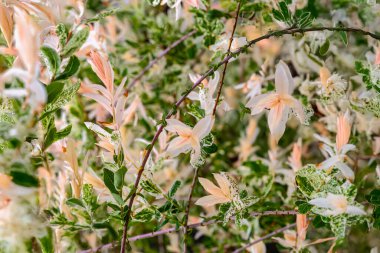 Hakuro Nishiki, Willow 'u yakından çekti. Pastel yapraklar ve çeşitli yapraklarla süslü çalılar. Doğal desen olarak yeşillik kavramı, süslü botanik arka plan, bahçe yayı yaprakları.