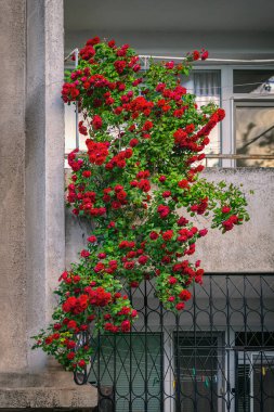 Beton duvarda açan kırmızı tırmanma gülleri, konut binasının balkonunda. Gül kavramı eski mimariye romantik bir dokunuş, kentsel yapı ile doğal parlak güzellik arasındaki tezat