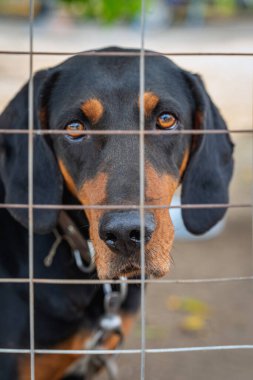 Kederli siyah ve esmer gözlü metal çitlerin arkasında zincirli tasmalı, duygusal gözlerle parmaklıklardan bakan bir köpek. Tutsaklık kavramı, terk edilme özlemi, hayvanlarla duygusal bağ.