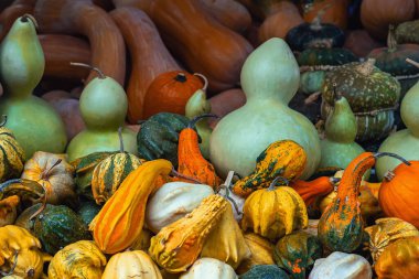 Canlı kabak ve kabak çeşitleri, canlı mevsimsel karışımlar, farklı şekiller, canlı sonbahar renkleri. Şükran Günü, Cadılar Bayramı, kabak ve kabak bolluğu ile mevsimsel hasat kavramı