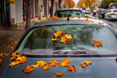 Wet car covered with fallen yellow-orange autumn leaves after rain on the city street. Concept of autumn, rain, seasonal change with urban nature moments