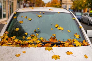 White car covered with bright yellow autumn leaves on windshield and hood after rain. Concept of autumn, foliage, rainy season in an urban environment