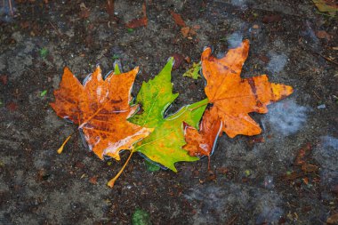 Yağmurdan sonra ıslak zeminde yüzen renkli sonbahar yaprakları. Mevsimsel değişim kavramı, sonbahar doğa arka planı, su yansımasındaki yaprak deseninin doğal dokusu