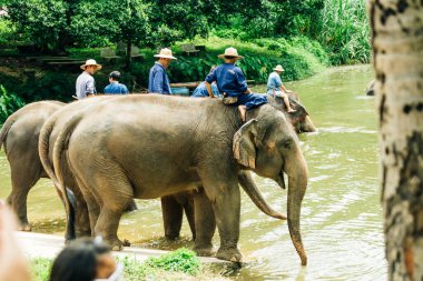 LAMPANG, THAILAND - 15 Temmuz 2023: mahout filini Thai Fil Koruma Merkezi, Lampang, Tayland 'da nehirde yıkıyor..