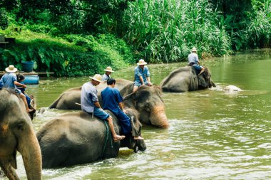 LAMPANG, THAILAND - 15 Temmuz 2023: mahout filini Thai Fil Koruma Merkezi, Lampang, Tayland 'da nehirde yıkıyor..