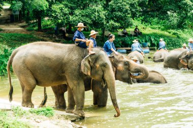 LAMPANG, THAILAND - 15 Temmuz 2023: mahout filini Thai Fil Koruma Merkezi, Lampang, Tayland 'da nehirde yıkıyor..