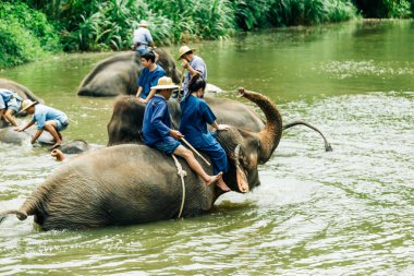 LAMPANG, THAILAND - 15 Temmuz 2023: mahout filini Thai Fil Koruma Merkezi, Lampang, Tayland 'da nehirde yıkıyor..