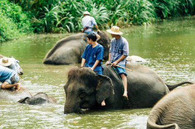 LAMPANG, THAILAND - 15 Temmuz 2023: mahout filini Thai Fil Koruma Merkezi, Lampang, Tayland 'da nehirde yıkıyor..