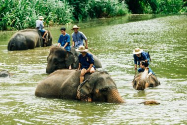 LAMPANG, THAILAND - 15 Temmuz 2023: mahout filini Thai Fil Koruma Merkezi, Lampang, Tayland 'da nehirde yıkıyor..