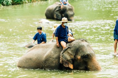 LAMPANG, THAILAND - 15 Temmuz 2023: mahout filini Thai Fil Koruma Merkezi, Lampang, Tayland 'da nehirde yıkıyor..