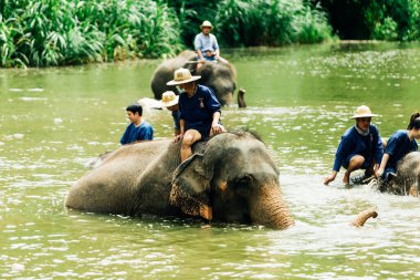 LAMPANG, THAILAND - 15 Temmuz 2023: mahout filini Thai Fil Koruma Merkezi, Lampang, Tayland 'da nehirde yıkıyor..