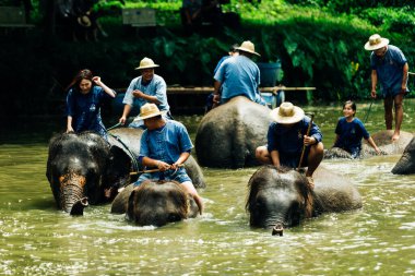 LAMPANG, THAILAND - 15 Temmuz 2023: mahout filini Thai Fil Koruma Merkezi, Lampang, Tayland 'da nehirde yıkıyor..