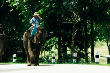 LAMPANG, THAILAND - 15 Temmuz 2023: The THAI ELEPHANT CENTRE 'deki günlük fil gösterisi, mahout bir file biniyor..