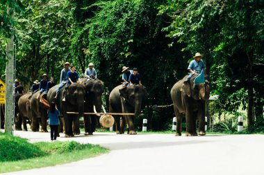 LAMPANG, THAILAND - 15 Temmuz 2023: The THAI ELEPHANT CENTRE 'deki günlük fil gösterisi, mahout bir file biniyor..